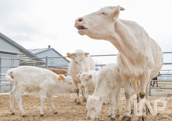 경남 함양군에 있는 농촌진흥청 가축유전자원센터에서 생활하는 흰 소 가족이 '2021년 소의 해'를 맞아 인사하고 있다. ⓒ사진제공=농촌진흥청